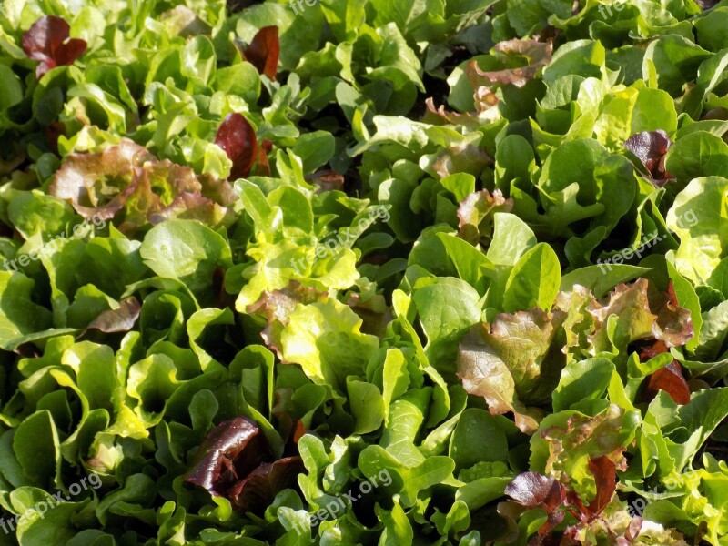 Mesclun Lettuce Mix Food Eating