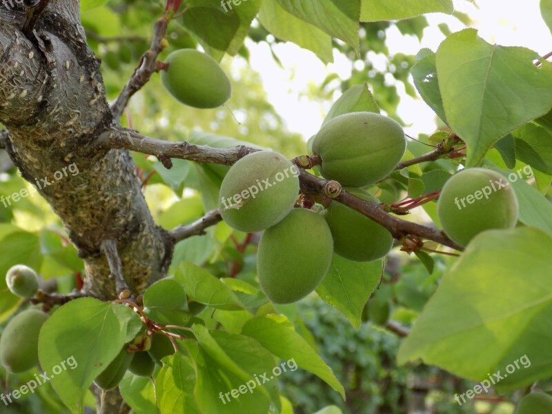 Apricot Tree Garden Spring Branch