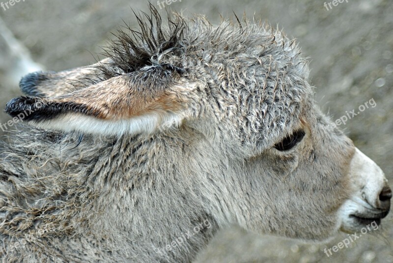 Burro Ass Animal Farm Animal Free Photos