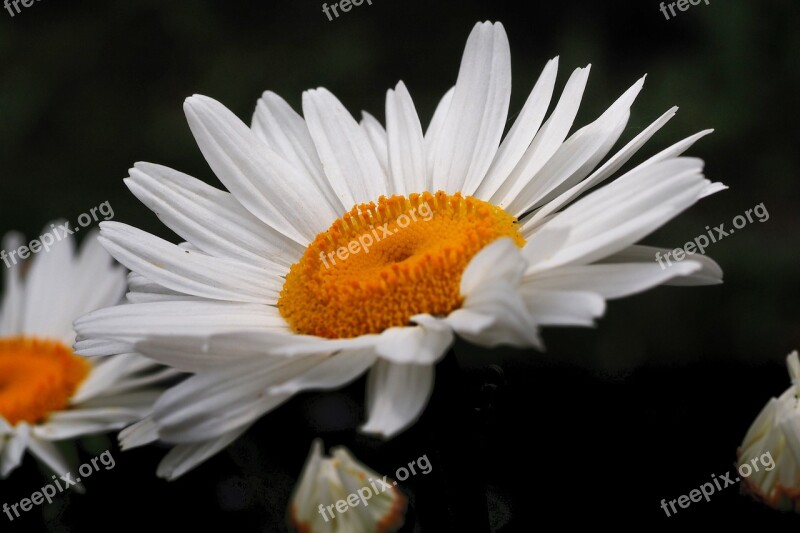 Daisy Blossom Bloom Harbinger Of Spring Lawn Flower