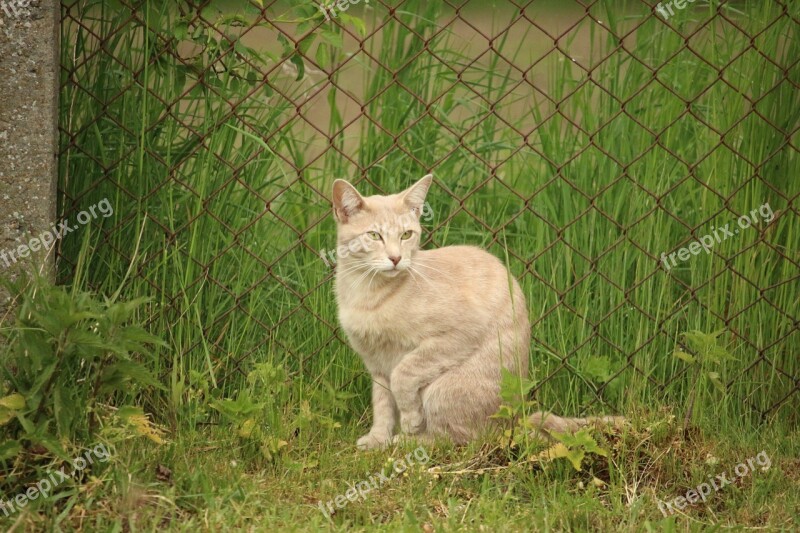 Cat Kitten Breed Cat Mackerel Young Cat