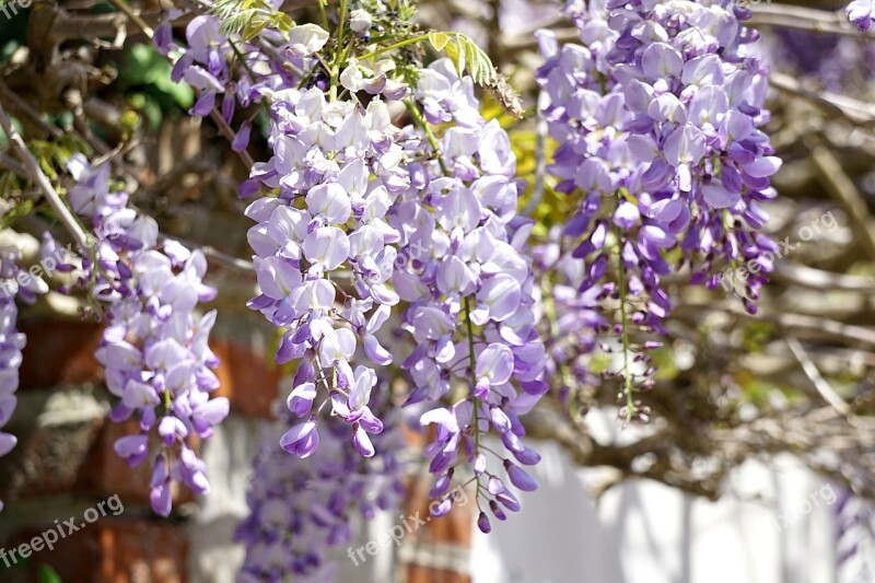 Wisteria Flowers Flora Purple Blue