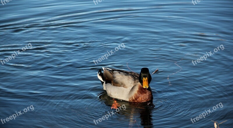 Duck Lake Nature Water Animal