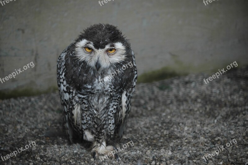 Owl Tired Bird Cage Zoo Captivity