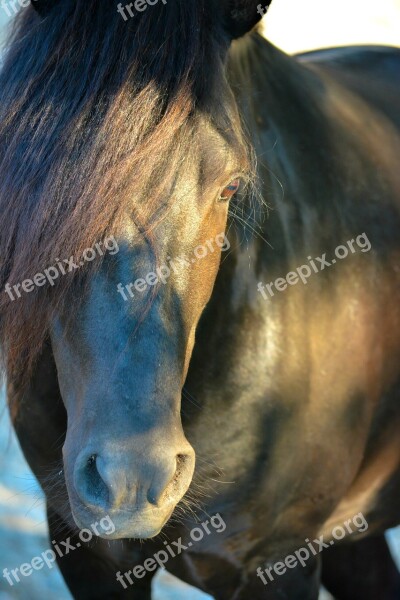 Horse Animals Wild Nature Mammal