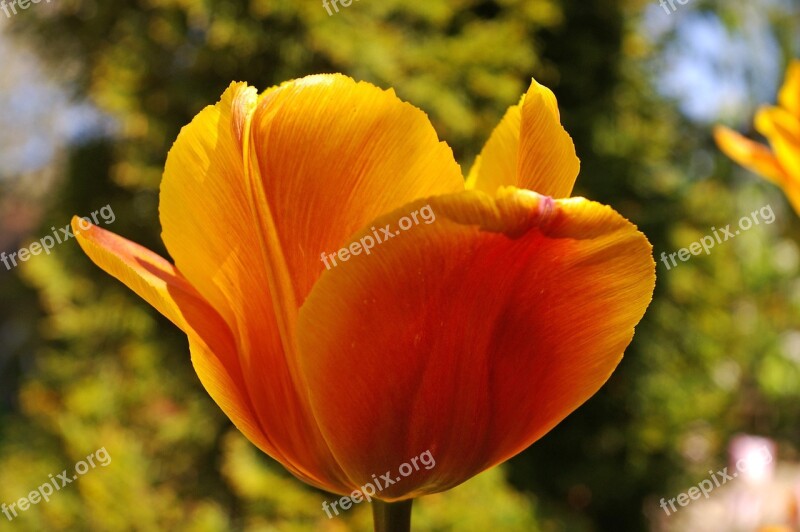 Tulips Yellow Tumor Orange Tulip Spring Blossom