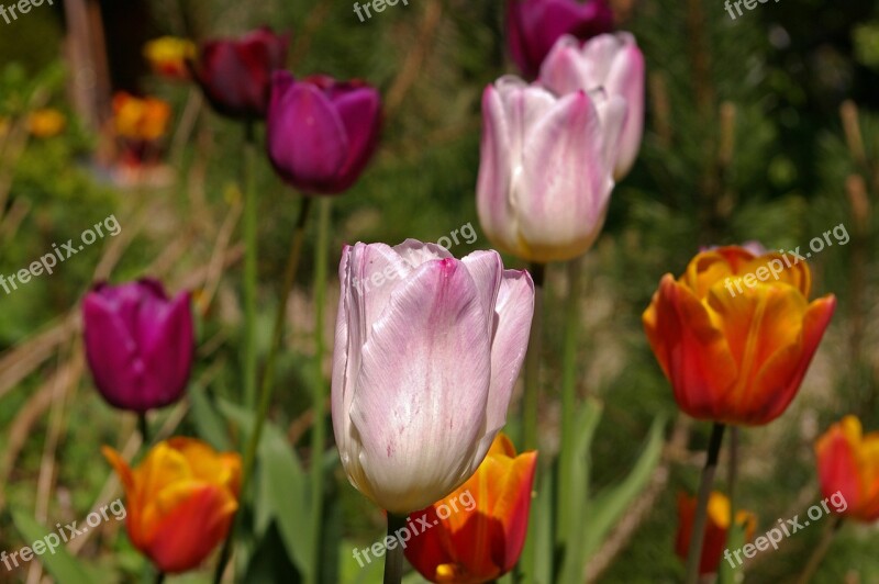 Tulips White Tulips Red Flower Spring