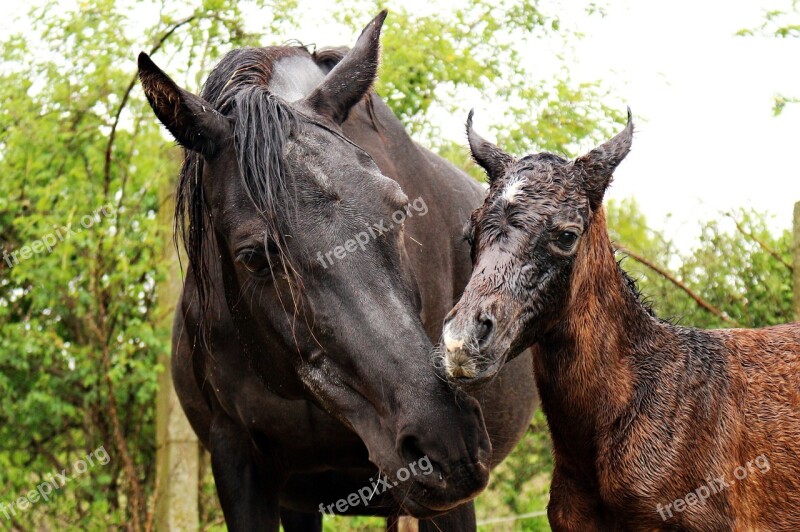 Horse Foal Suckling Mare Mare With Foal