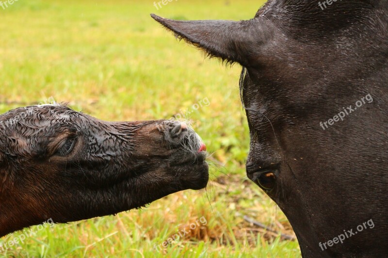 Horse Foal Suckling Birth Suck