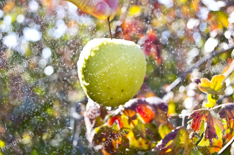 Food Landscape Nature Apple Fruit