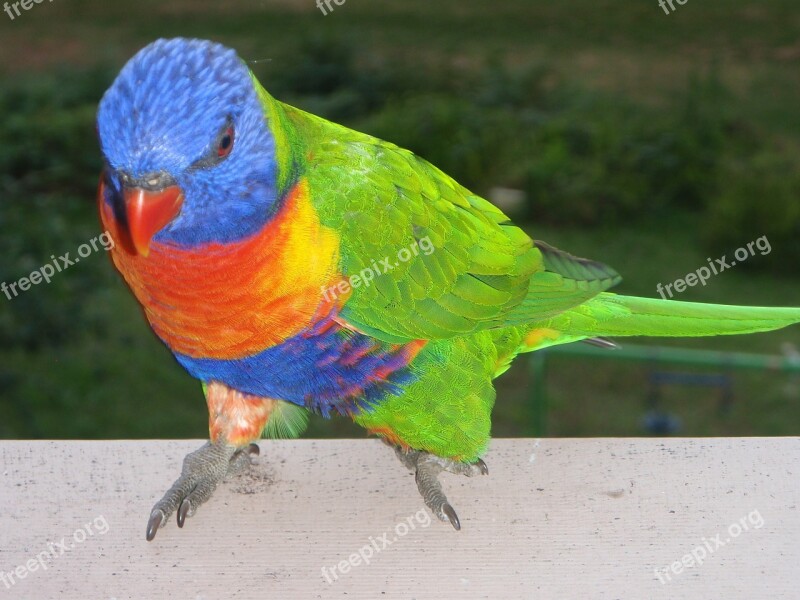 Rainbow Lorikeet Birds Ornithology Sydney Australia