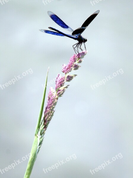 Dragonfly Grass Water Nature River