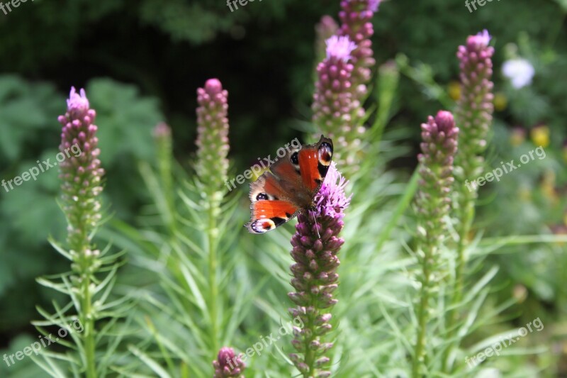 Butterfly Garden Summer Green Colorful Butterfly