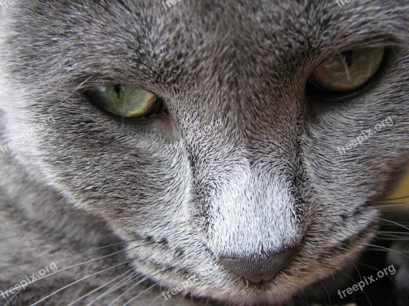 Cat Feline Grey Grey Cat Grey Feline