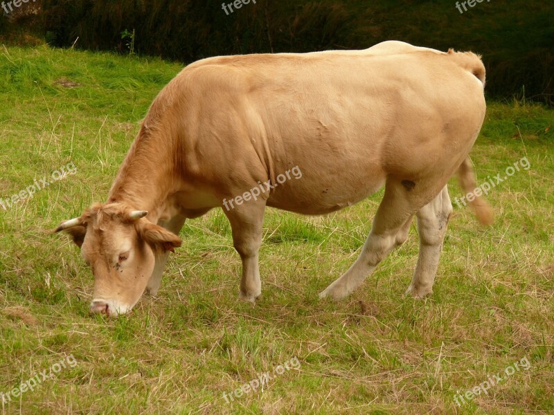 Cow Aquitaine Blonde Of Aquitaine Summer Prairie