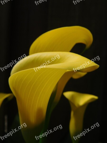 Lily Calla Lily Flower Yellow Plant