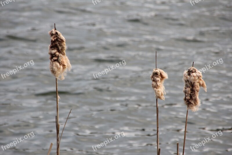 Lake Plant Water Reed Bank