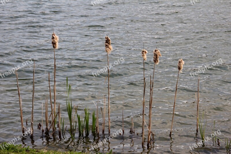 Lake Plant Water Reed Bank