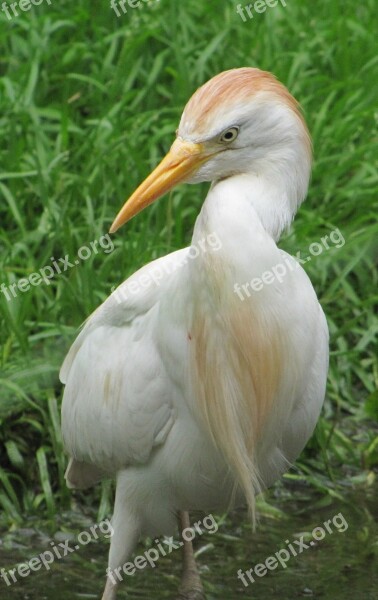 Bird Bill Water Bird Nature Plumage