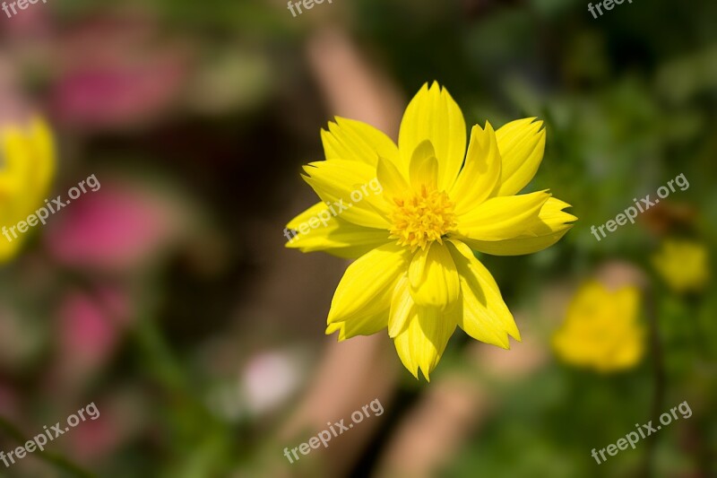 Flowers Wood Catharanthus Roseus Nature Yellow