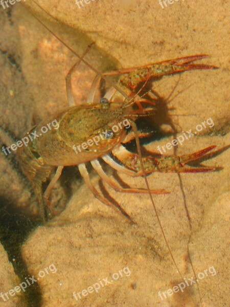 Crayfish Montsant River Crab Priorat Submarine