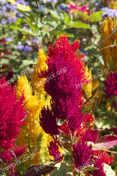 Flower Fluffy Plants Exotic Tropical Gardens