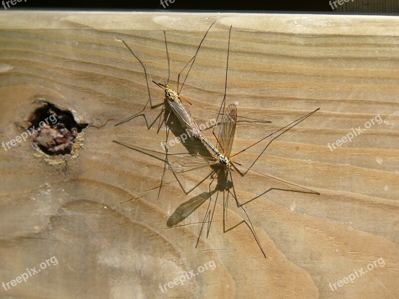 Mosquito Love Coupling Nature Wood