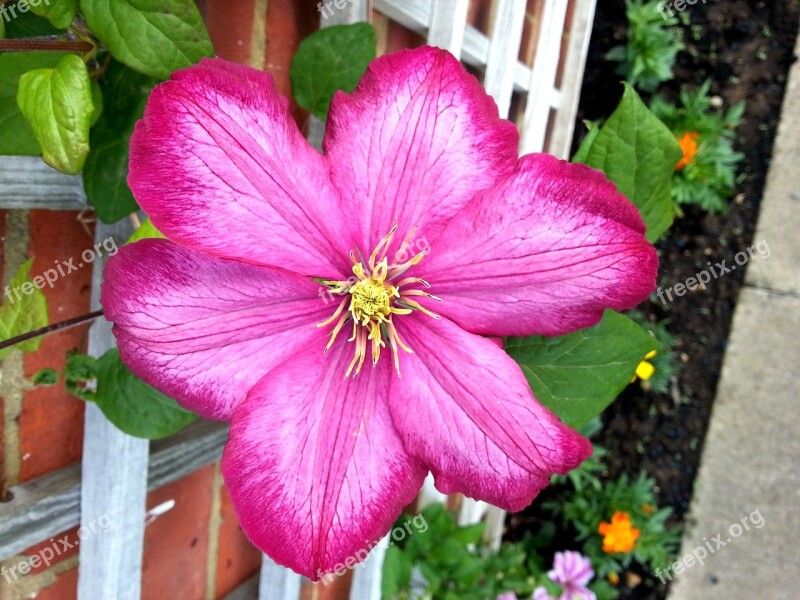 Clematis Flower Floral Flora Flowering