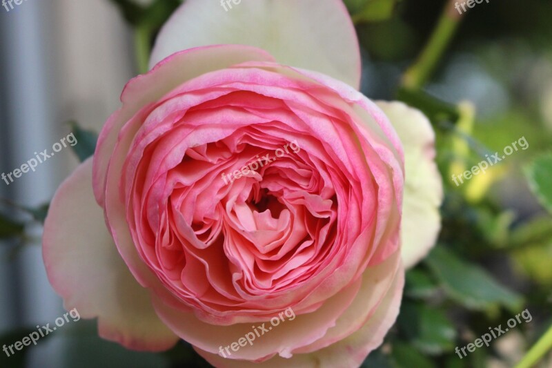 Pink Flower Pale Pink Climbing Rose Free Photos