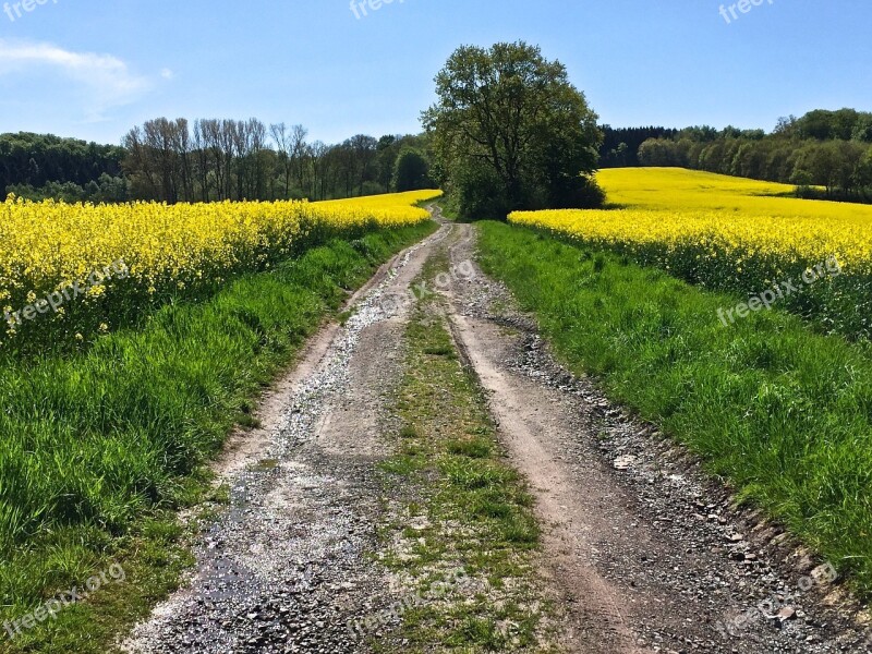 Away Oilseed Rape Yellow Nature Landscape