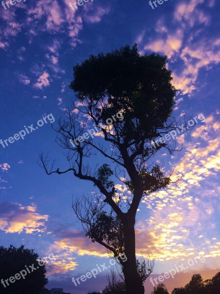 Otsu Park Sunset Autumn Blue One Tree