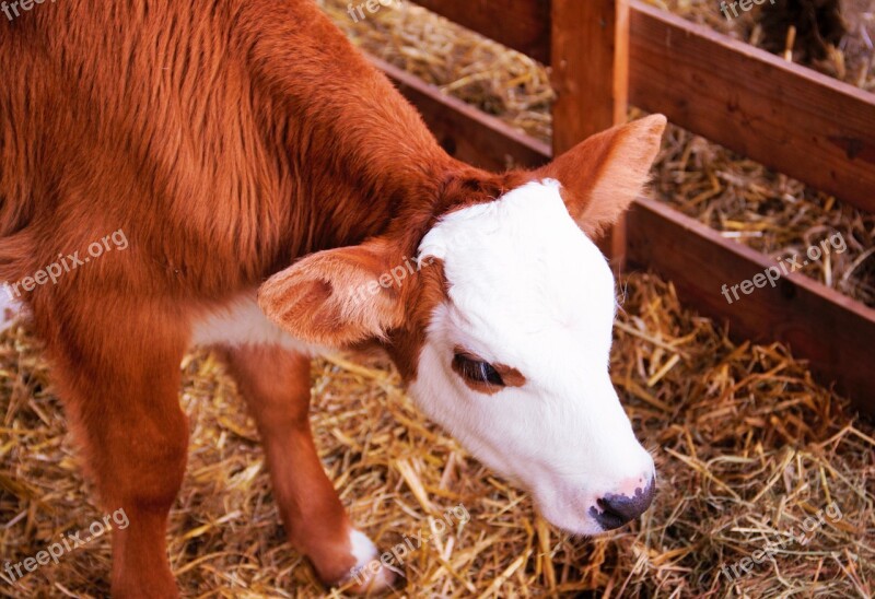 Calf Baby Cow Free Photos