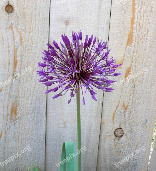 Flower Allium Bulb Globe Purple