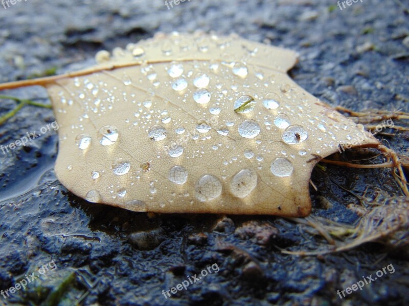 Autumn Fall Leaf Water Drops