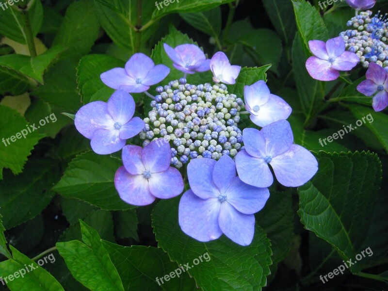 Hydrangea Ota Kisan Flowers Indigo Blue