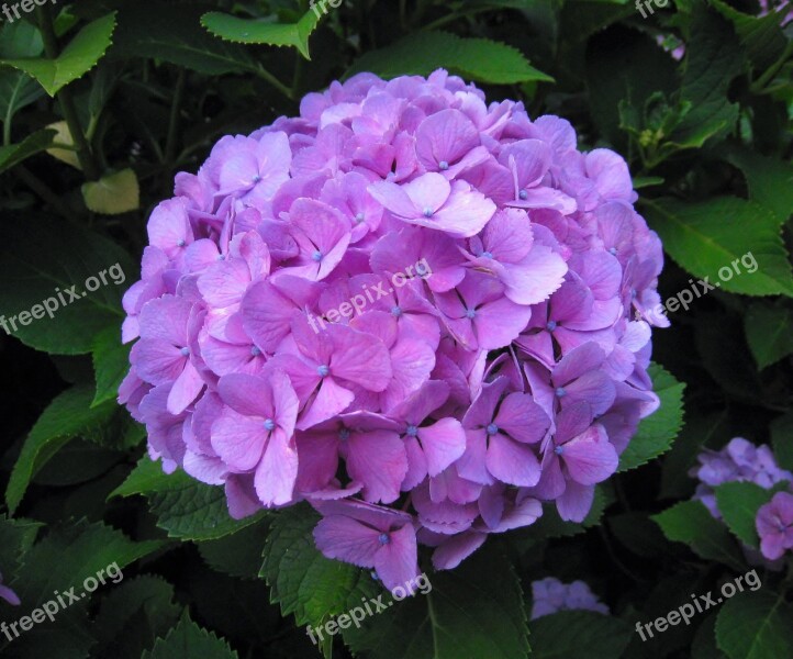 Hydrangea Ota Kisan Flowers Purple Red Purple