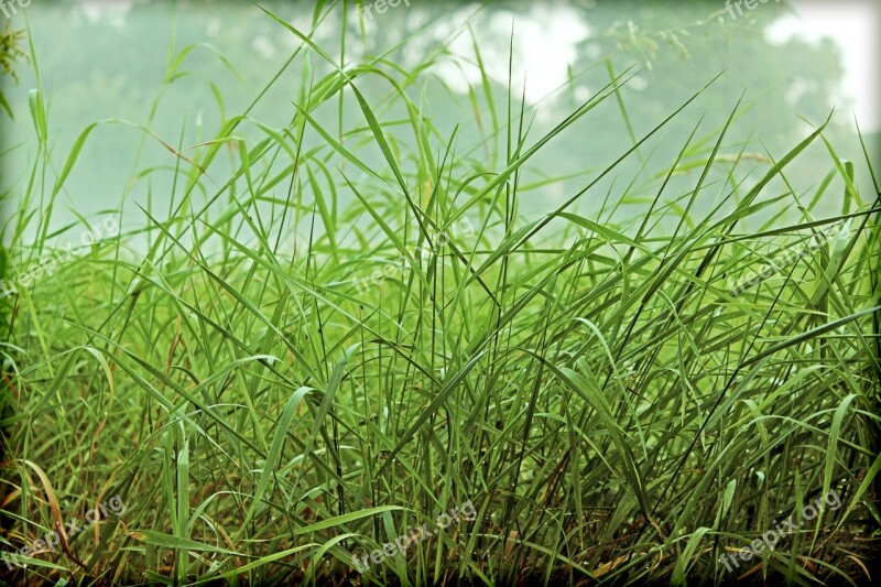 Grasses Green Rush Meadow Nature