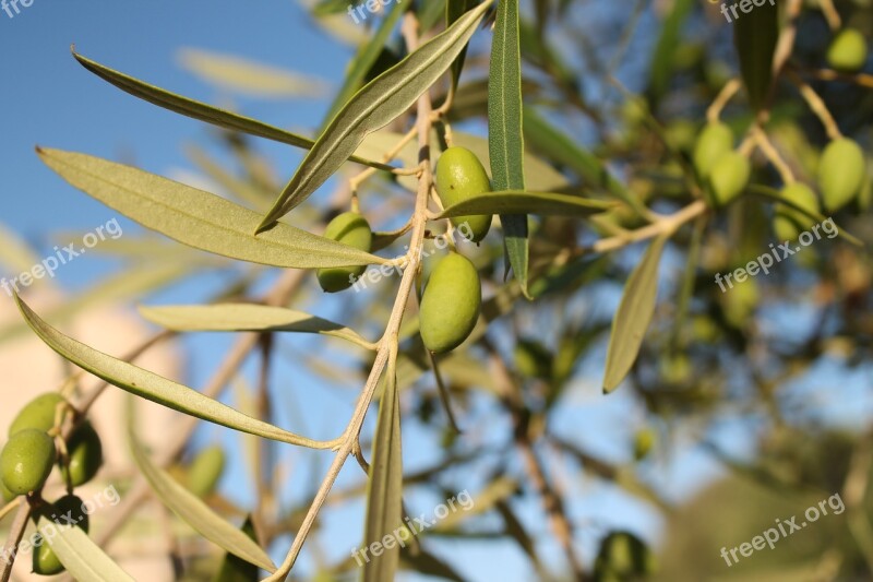 Olive Mediterranean Olive Tree Italy Growing