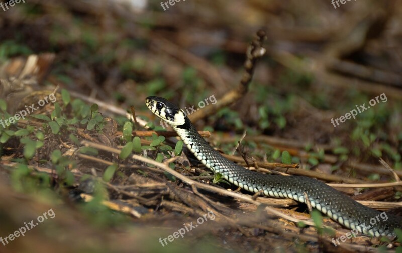 Snake Snooping Reptiles Free Photos