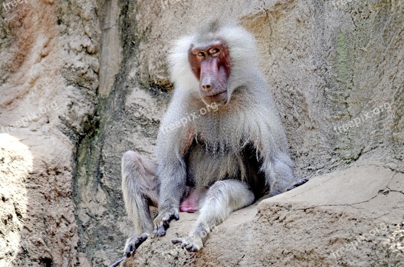 Baboon Monkey Old Sit Watch