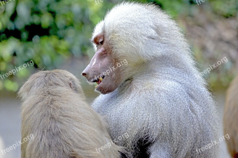 Baboon Monkey Sit Watch Monkey Males