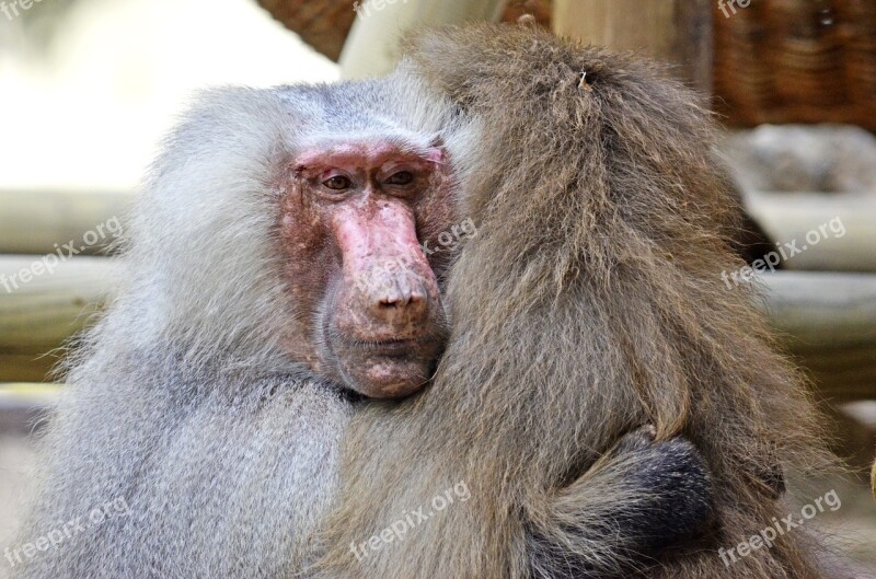 Hamadryas Baboon Ape Animals Primates