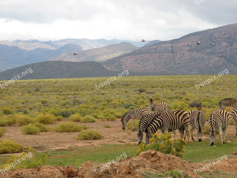 South Africa Safari Wildlife Reserve Zebra