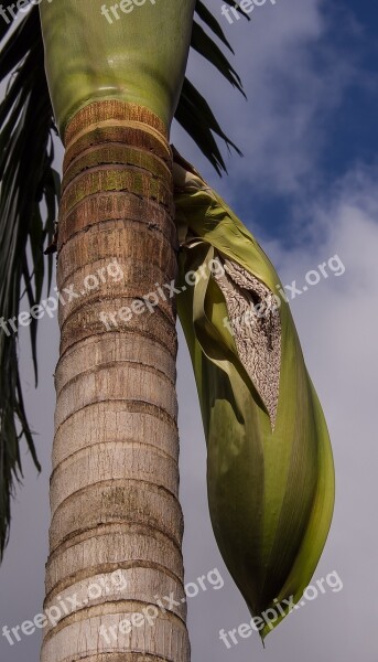 Palm Tree Seeds Seed Pod Fruit