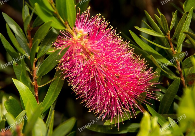 Callistemon Bottle Brush Flower Australian Native