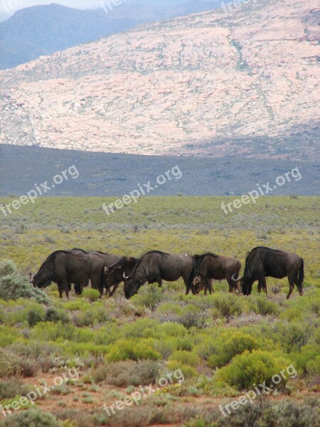 South Africa Reserve Wildlife Animal Buffalo