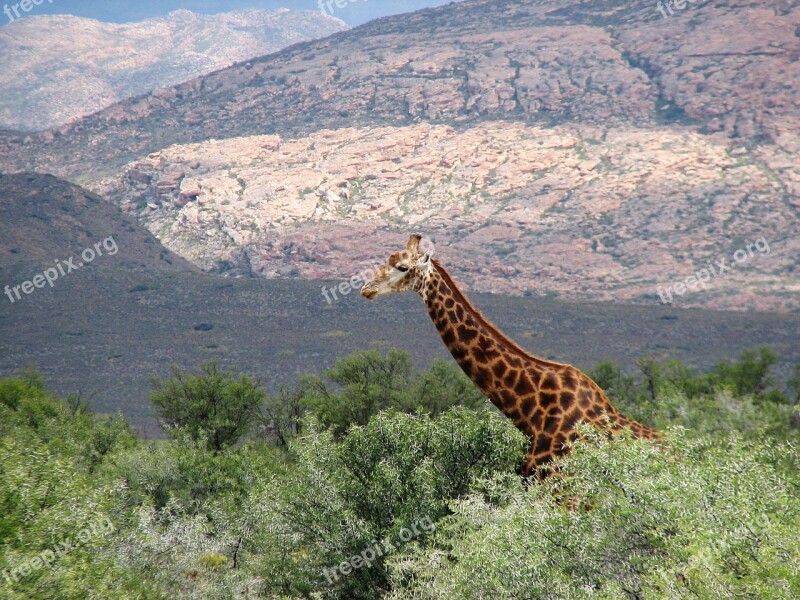 Wildlife Reserve Africa South Nature