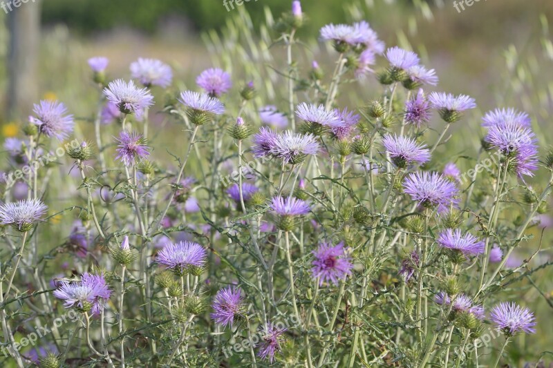 Flowers Fields Nature Pre Spring