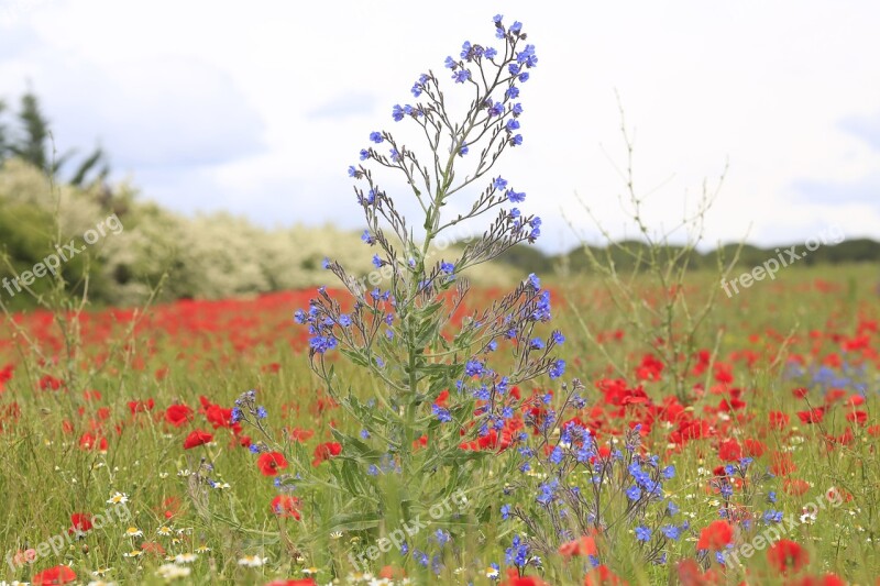 Flower Poppy Nature Field Of Poppies Fleurs Des Champs