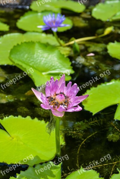 Lotus Lotus Leaf Flowers Water Plants Flower